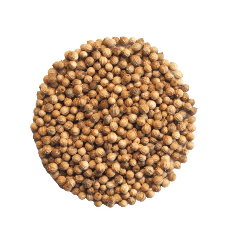 Koriander - semienka na klíčenie a microgreens 