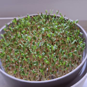 Lucerna - semienka na klíčenie a microgreens