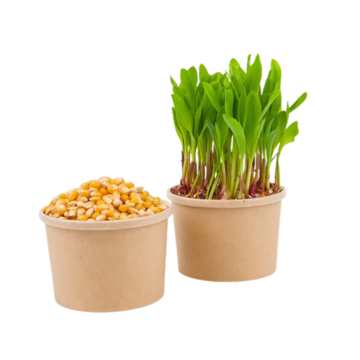 Kukurica - semienka na klíčenie a microgreens
