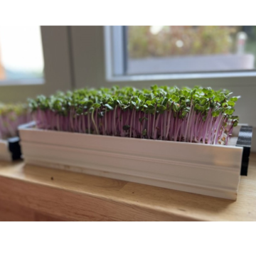Konopná rohož na pestovanie microgreens