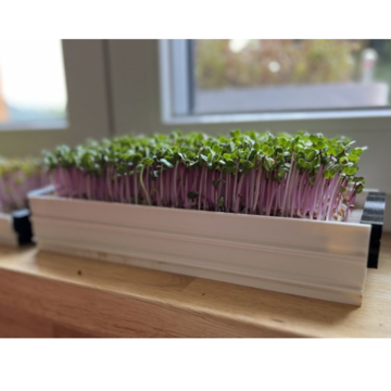 Sada Profi na pestovanie microgreens