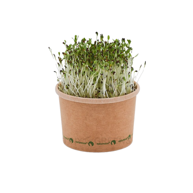Lucerna - BIO semienka na klíčenie a microgreens