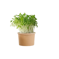 Koriander - BIO semienka na klíčenie a microgreens 