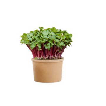 Redkvička Rubín - BIO semienka na klíčenie a microgreens 