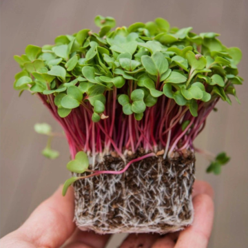 Redkvička Rubín microgreens