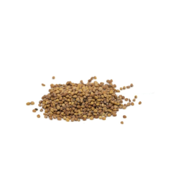 Redkvička Rubín microgreens
