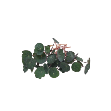 Kapucínka červená Crimson - BIO semienka na klíčenie a microgreens
