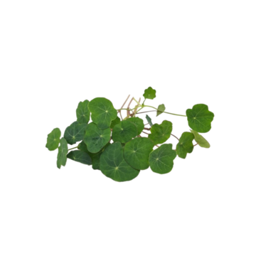 Kapucínka Verdant - BIO semienka na klíčenie a microgreen