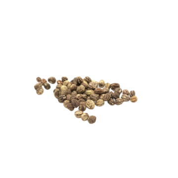 Kapucínka Verdant microgreens