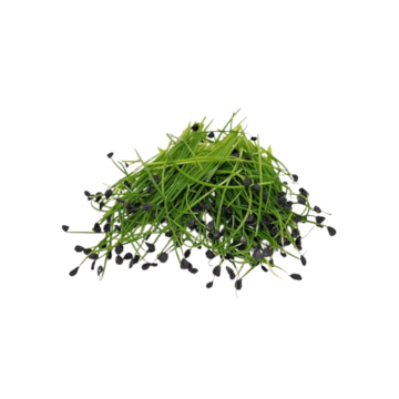 Cesnak Bliss -  BIO semienka na klíčenie a  microgreens 