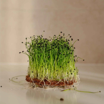 Pór semienka microgreens
