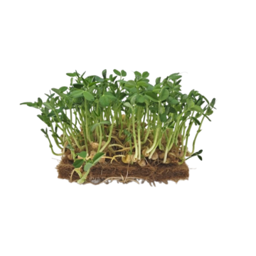 Hrášok Leafy - BIO semienka na klíčenie a microgreens