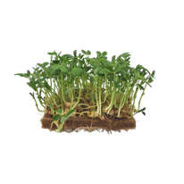 Hrášek Leafy semienka microgreens