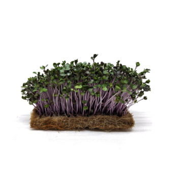 Červená kapusta Scarlet - BIO semienka na klíčenie a microgreens