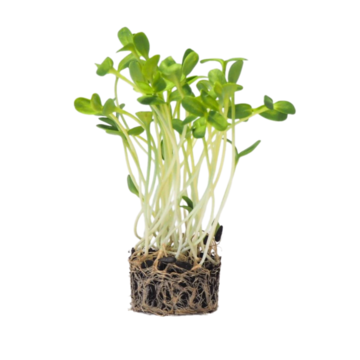 Slnečnica - BIO semienka na klíčenie a microgreens