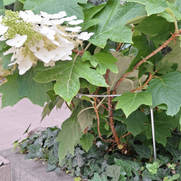 Tvarovaná opora pre rastliny 1/3 kruhu