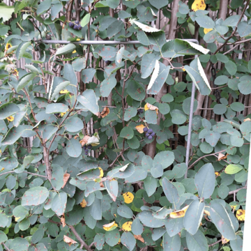 Tvarovaná opora pre rastliny 1/3 kruhu