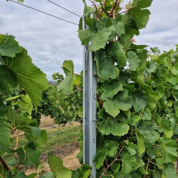 radovy stlpik Voest Alpine vinohrad (2)