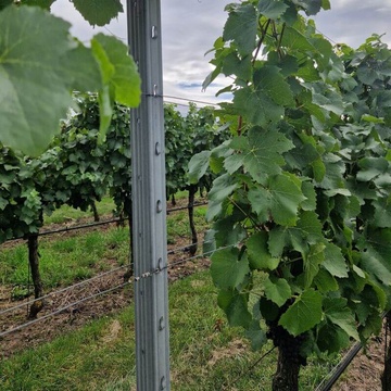 radovy stlpik Voest Alpine vinohrad (1) (1)