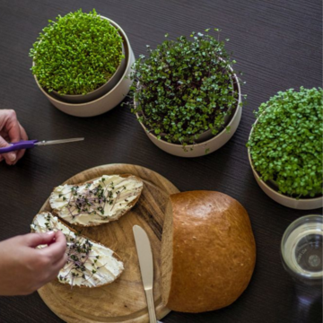 Miska na pestovanie microgreens - slonovinová kosť