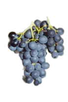 Stolová sadenica modrá - Muscat bleu