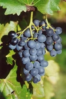 Stolová sadenica modrá - Muscat bleu