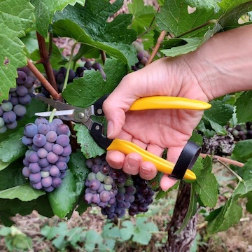 Zberové nožnice ALPEN, jednoručný model Rigi 300