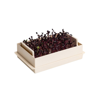 Microgreens Economy slonovinová kosť