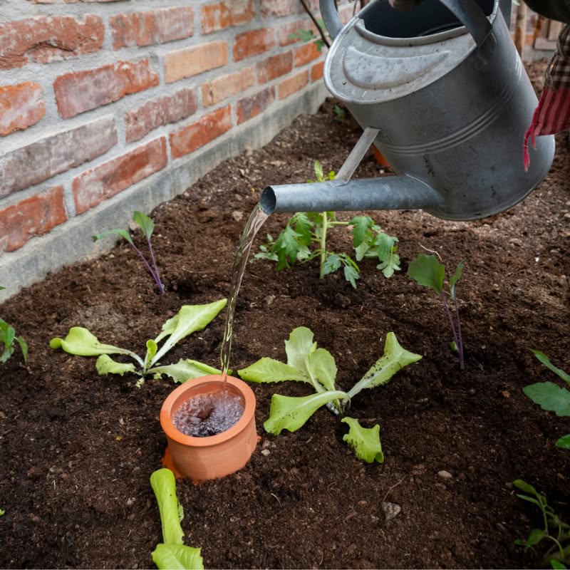 Ako zabezpečiť dostatočnú závlahu rastlinám v stále teplejšom počasí
